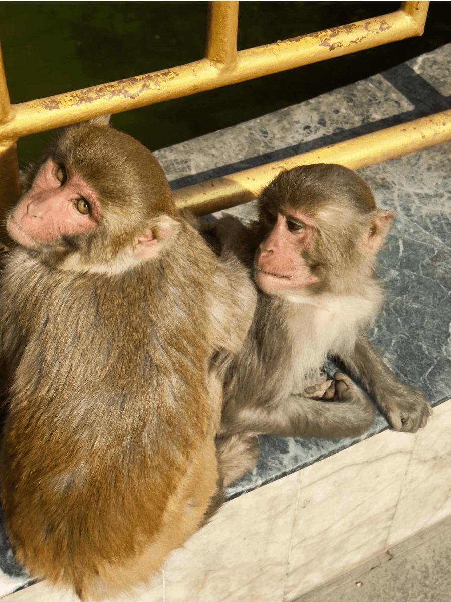 Two monkeys sitting close together
