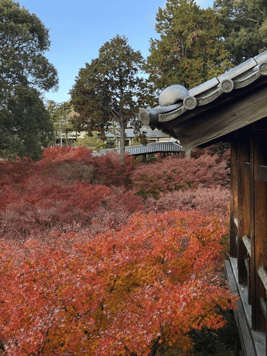 Red autumn maple leaves over a rooftop