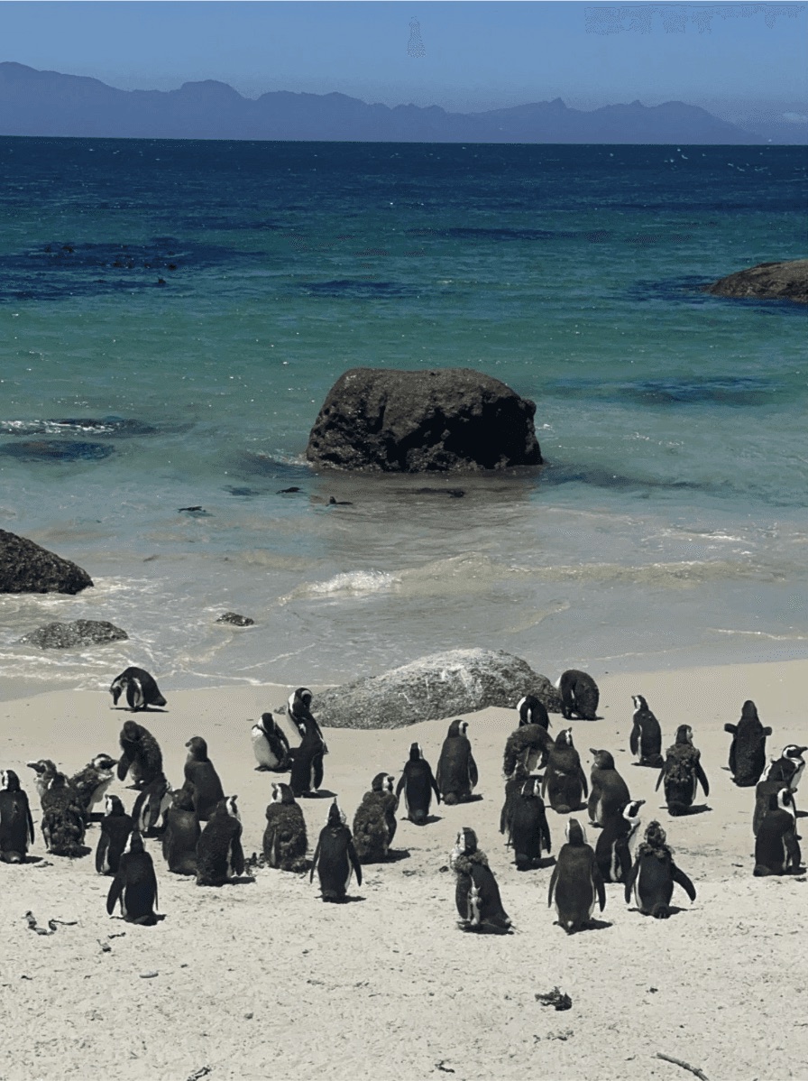 Penguins on a rocky beach with turquoise water